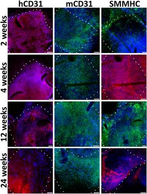 Mitomycin-Treated Endothelial and Smooth Muscle Cells Suitable for Safe Tissue Engineering Approaches